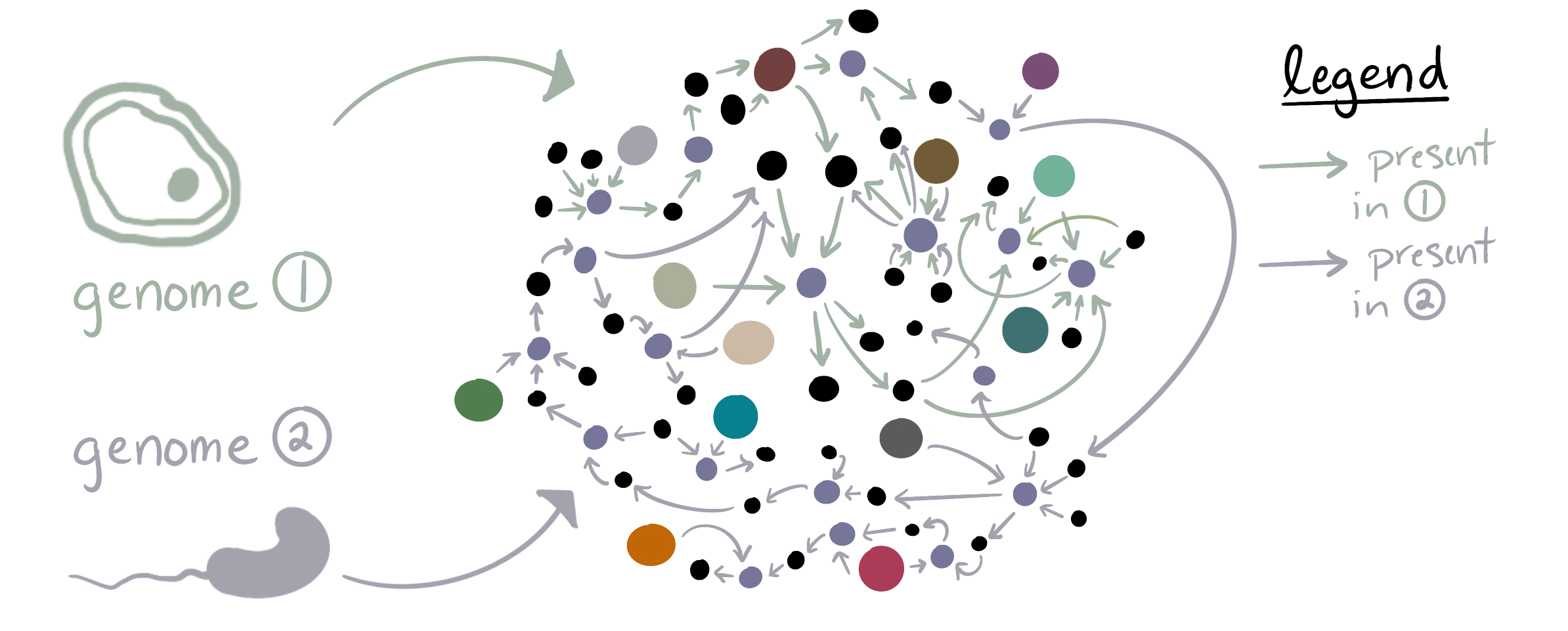 Two genome reaction networks merged into one