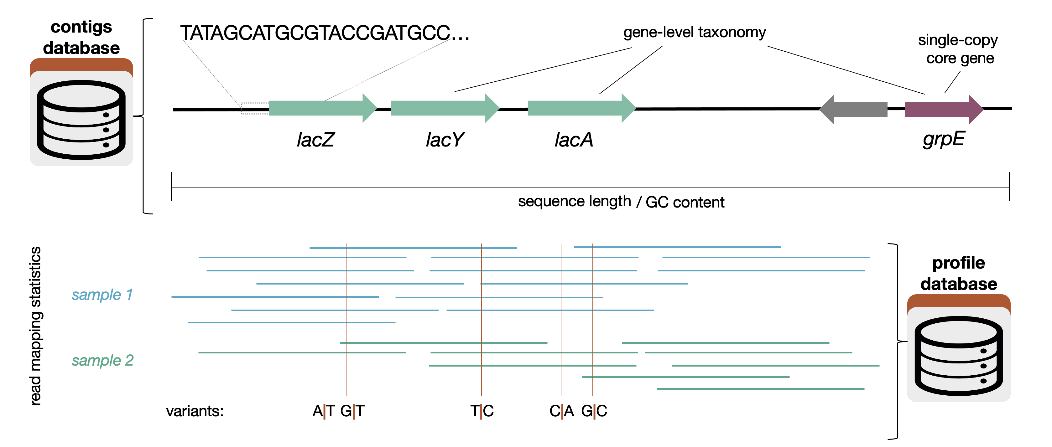 Contents of the contigs and profile databases