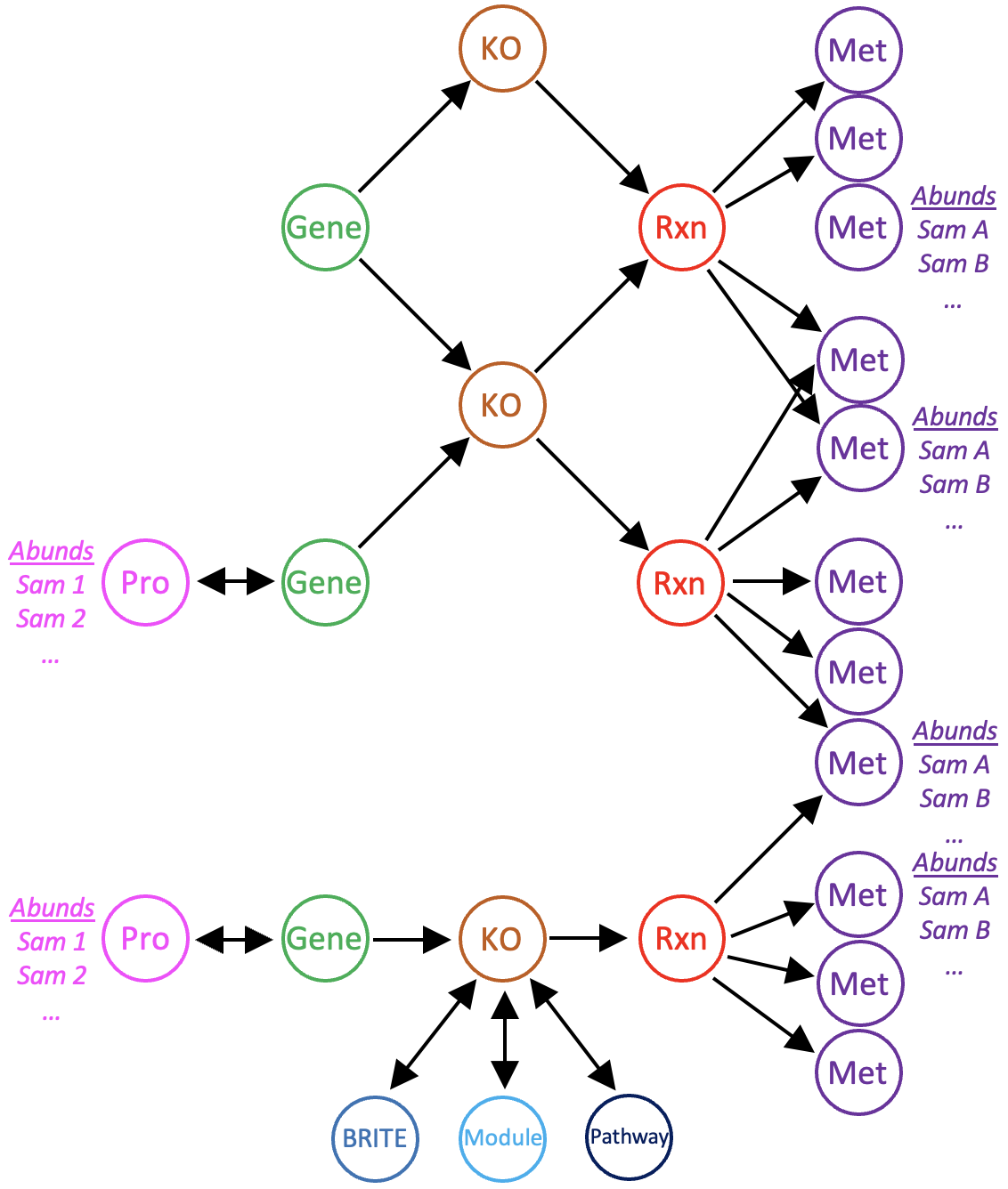 The structure of a reaction network with imported protein and metabolite abundances