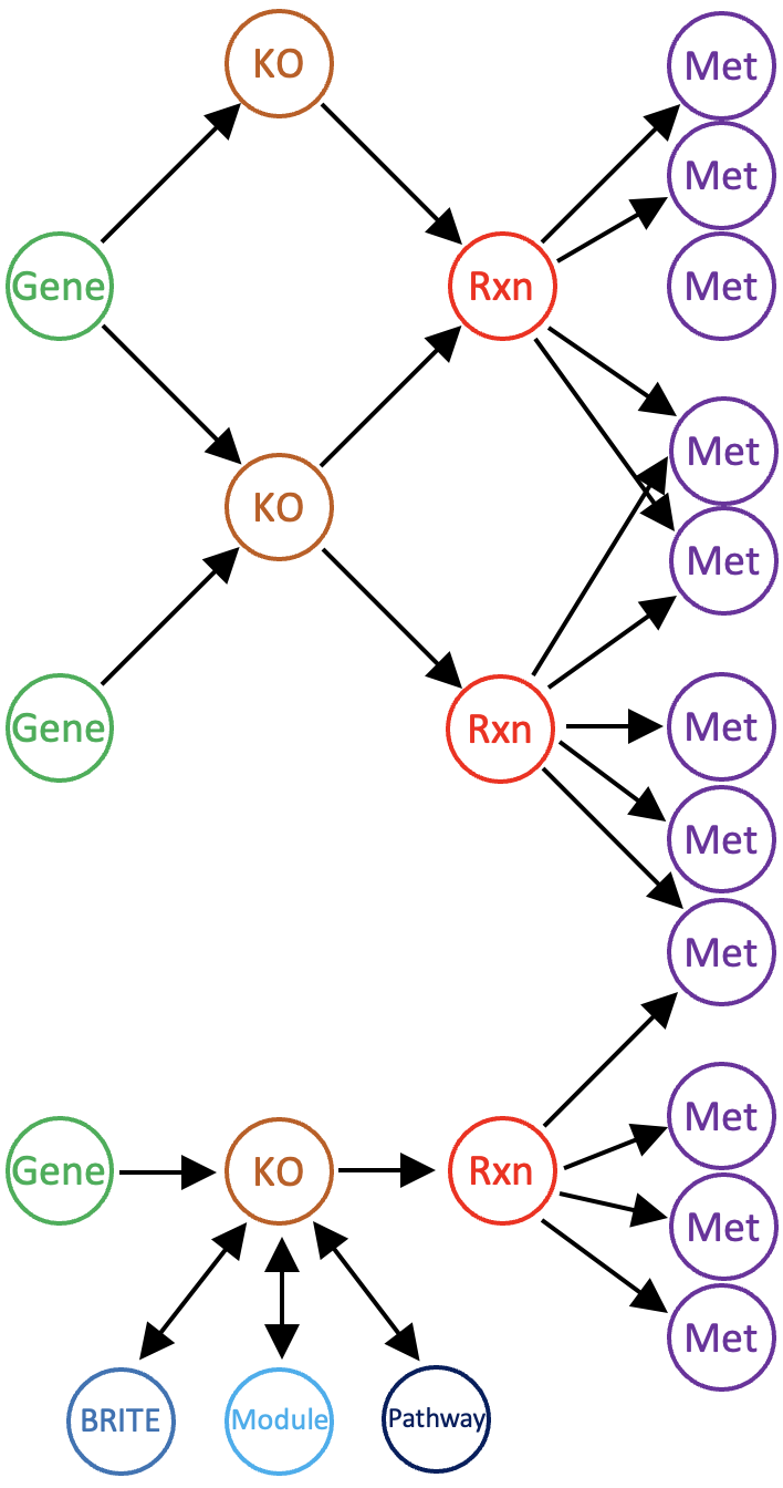 The basic structure of a reaction network