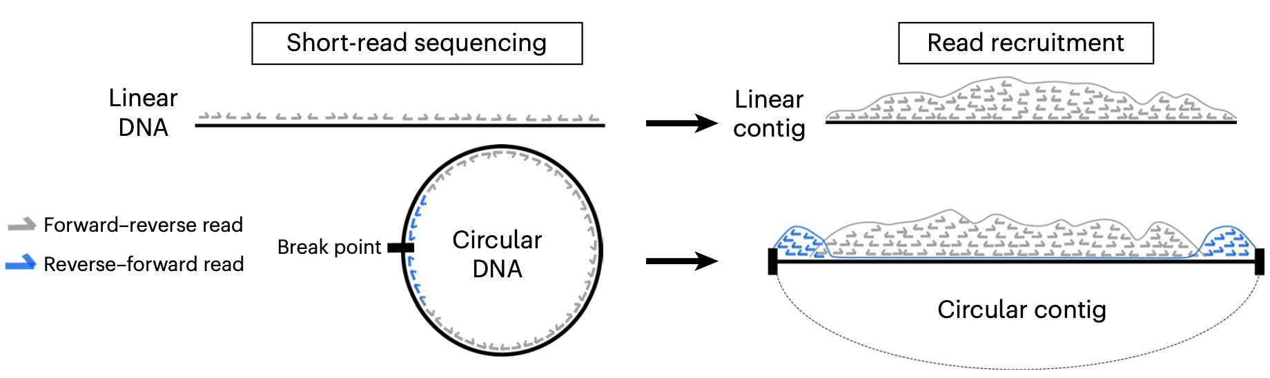 Paired end read orientations for circularity