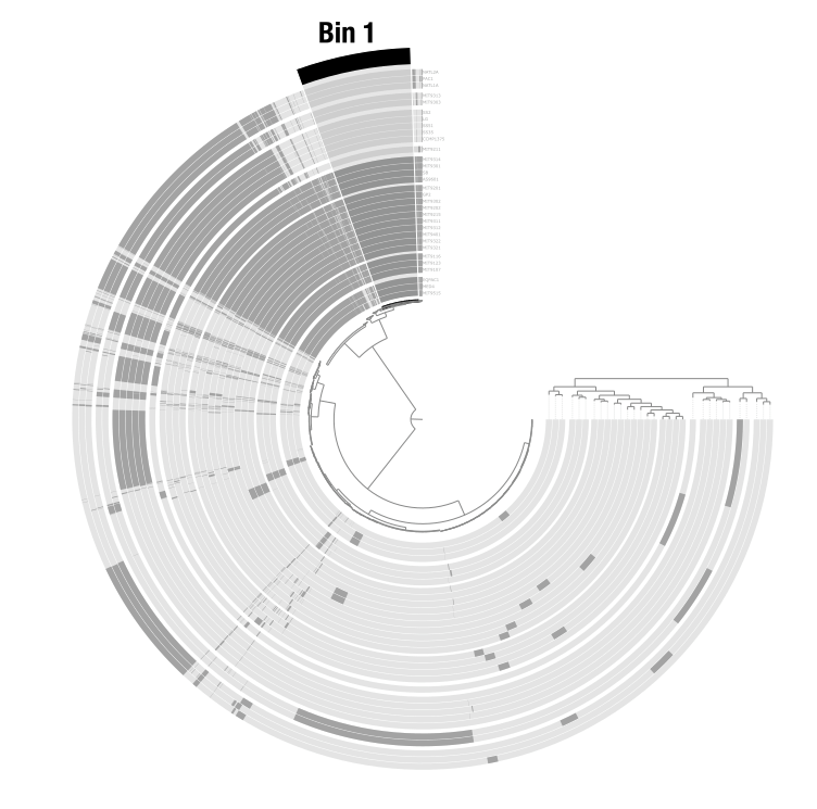 Bins in an anvi'o display