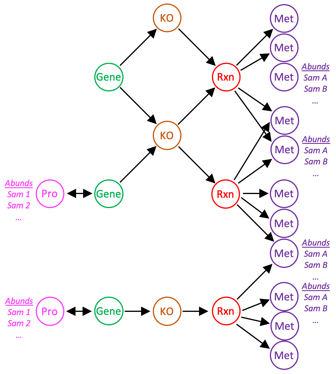 The structure of a reaction network with imported protein and metabolite abundances