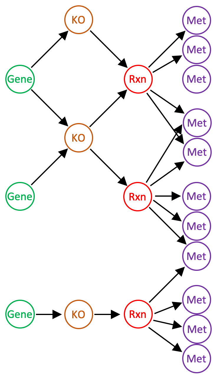 The basic structure of a reaction network